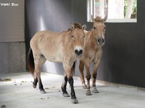 蒙古野馬搬進寬敞新家，動物園打造更友善活動空間